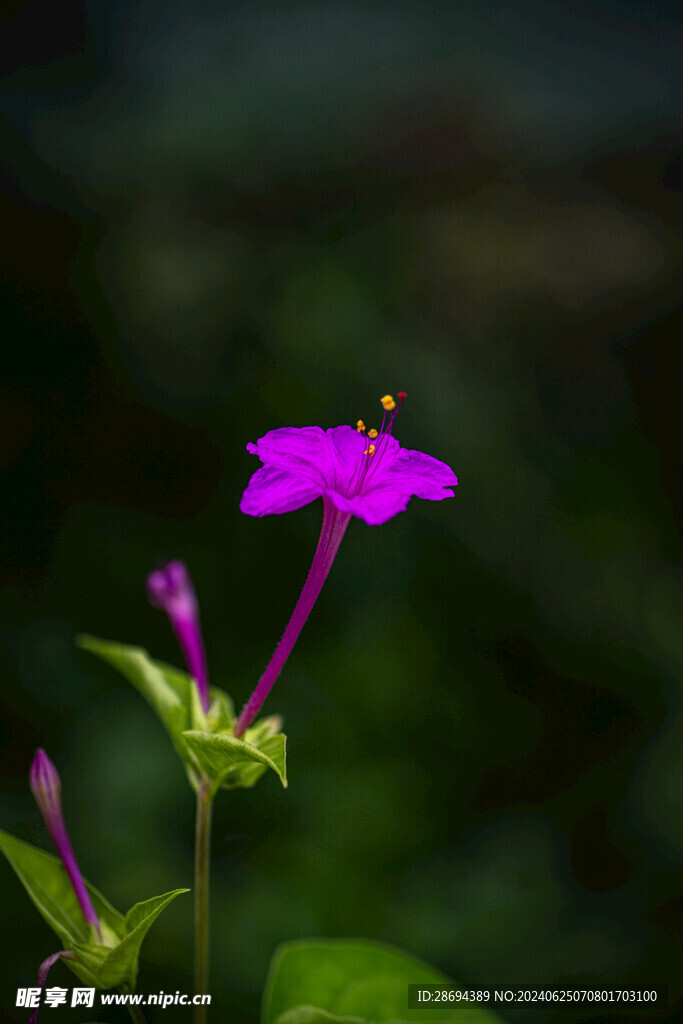 指甲花
