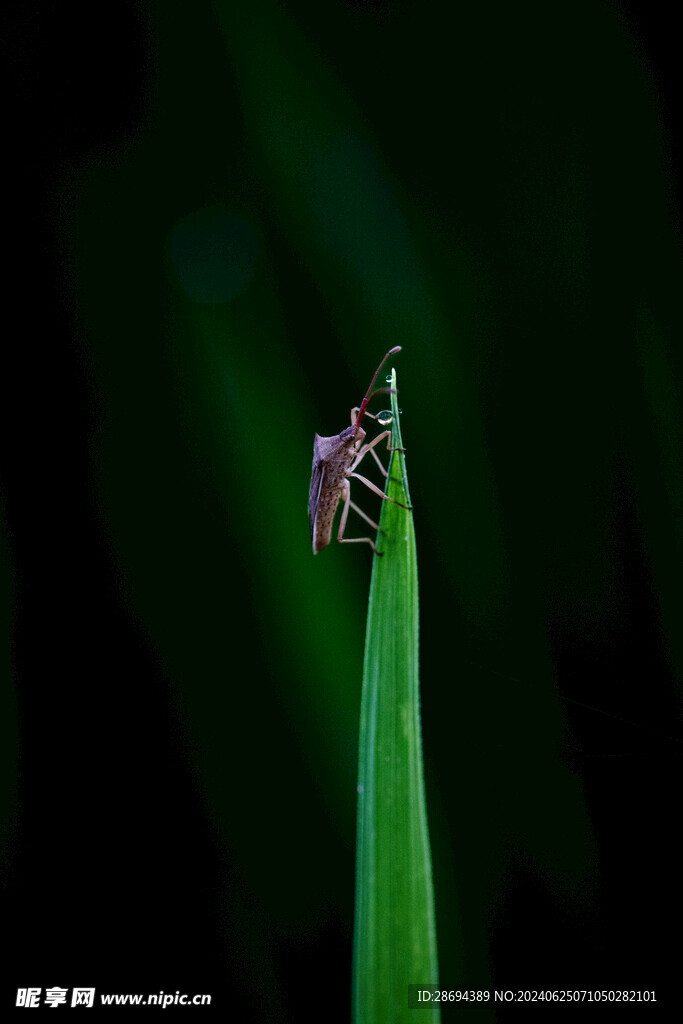 秧苗