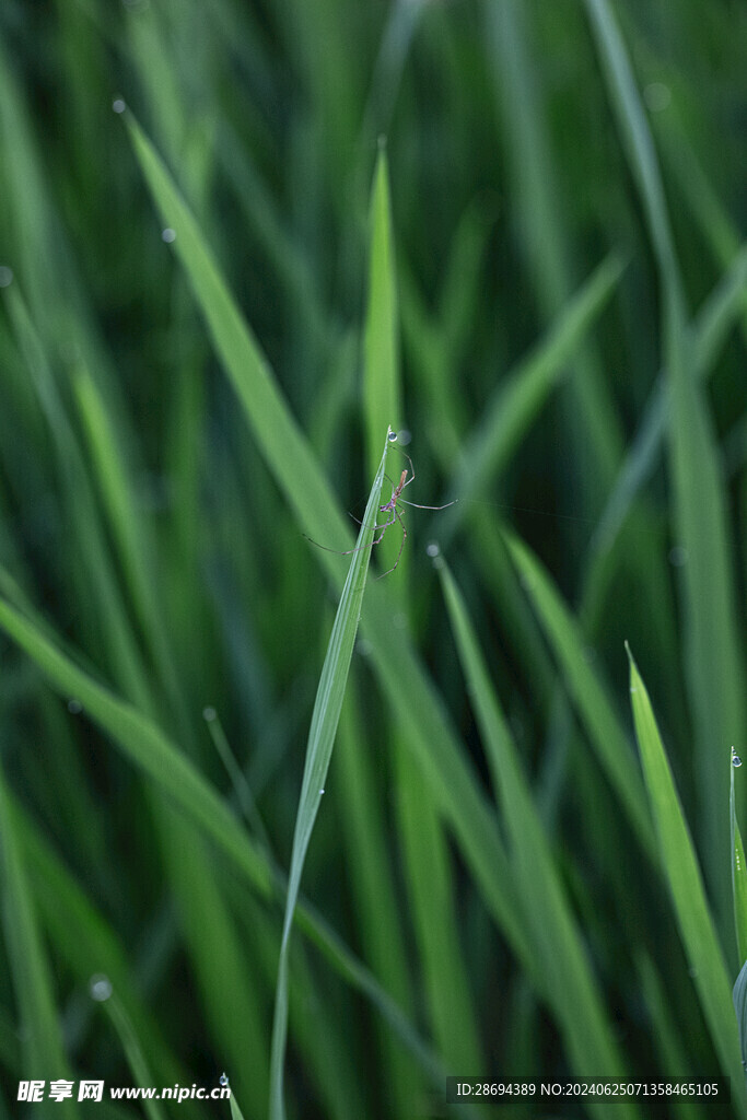 蜘蛛