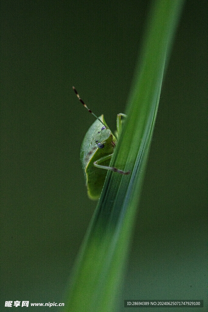 昆虫