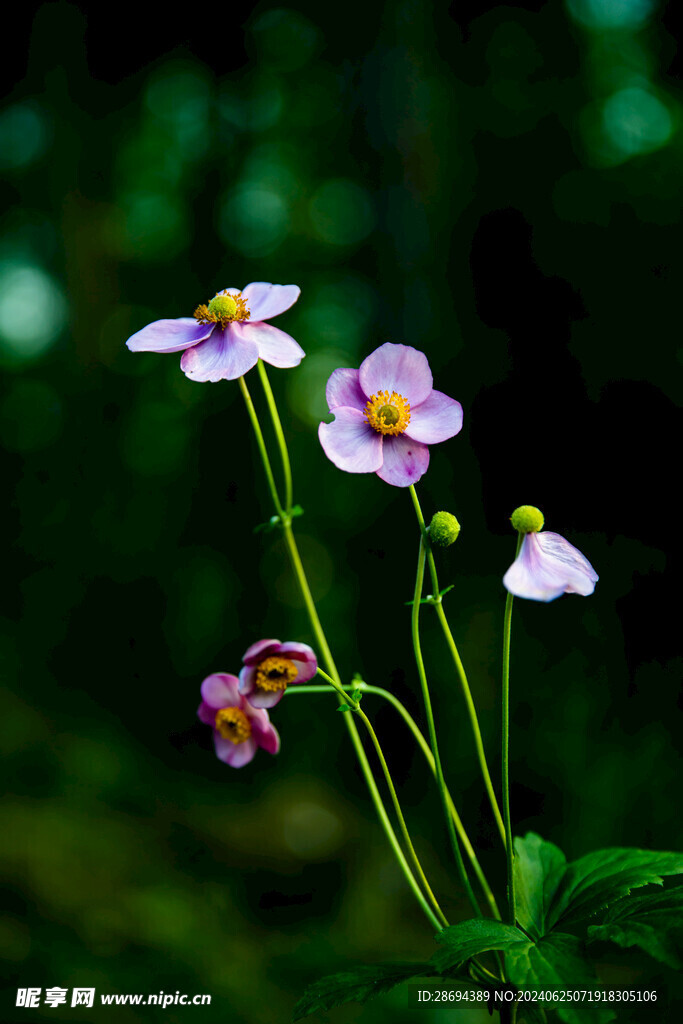 花