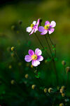 3朵花