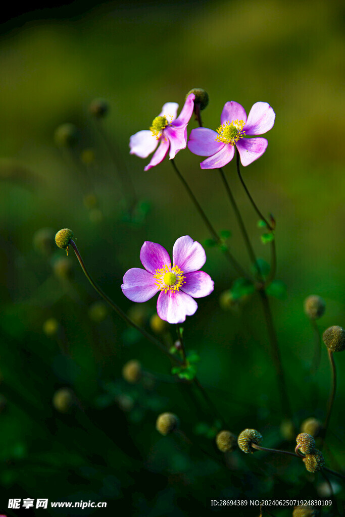 3朵花