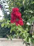 红色花花