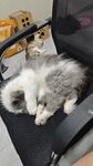 睡觉猫咪