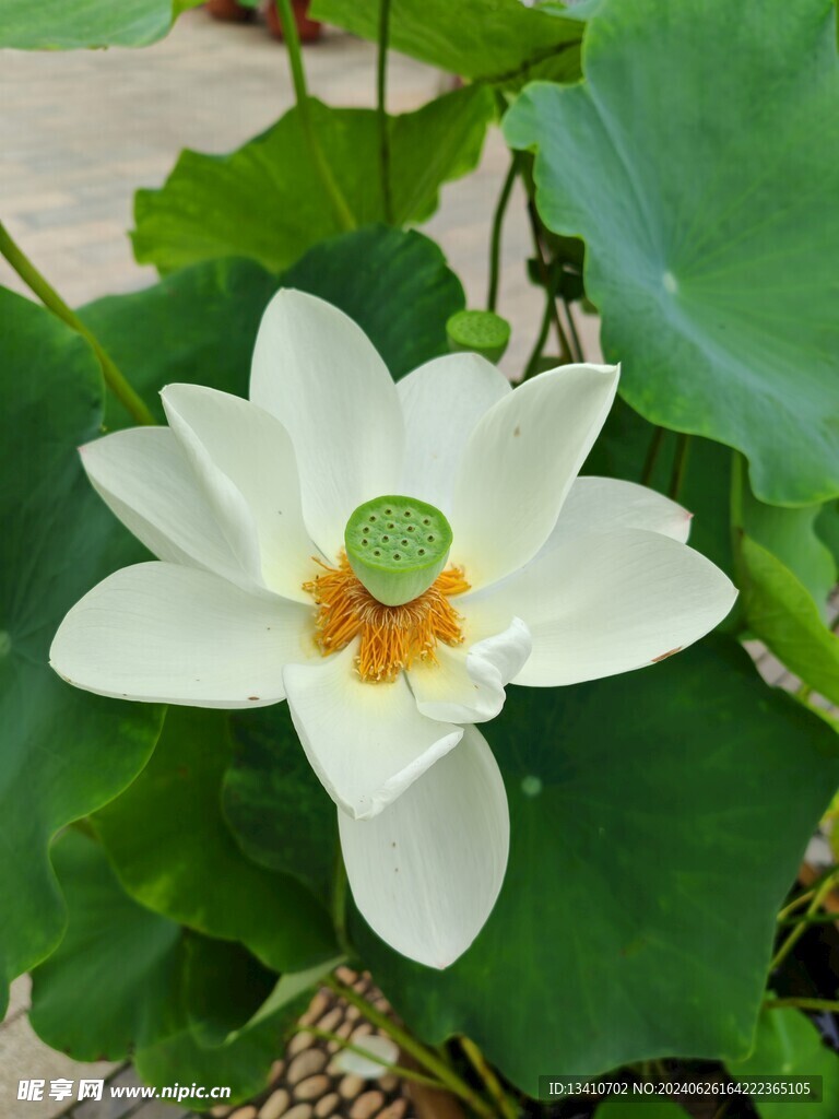 白莲花和莲蓬高清特写