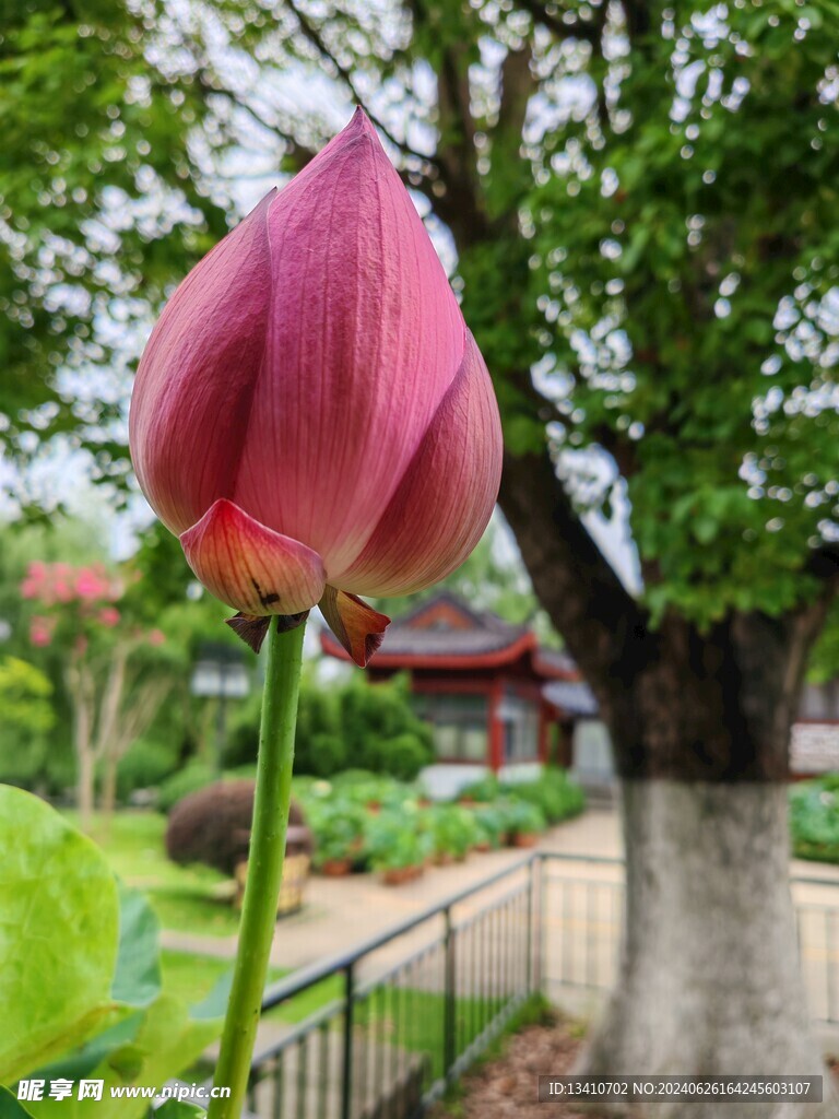 荷花苞  高清 特写