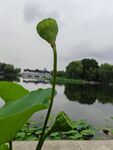 莲蓬与倒影