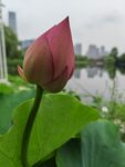 荷花苞