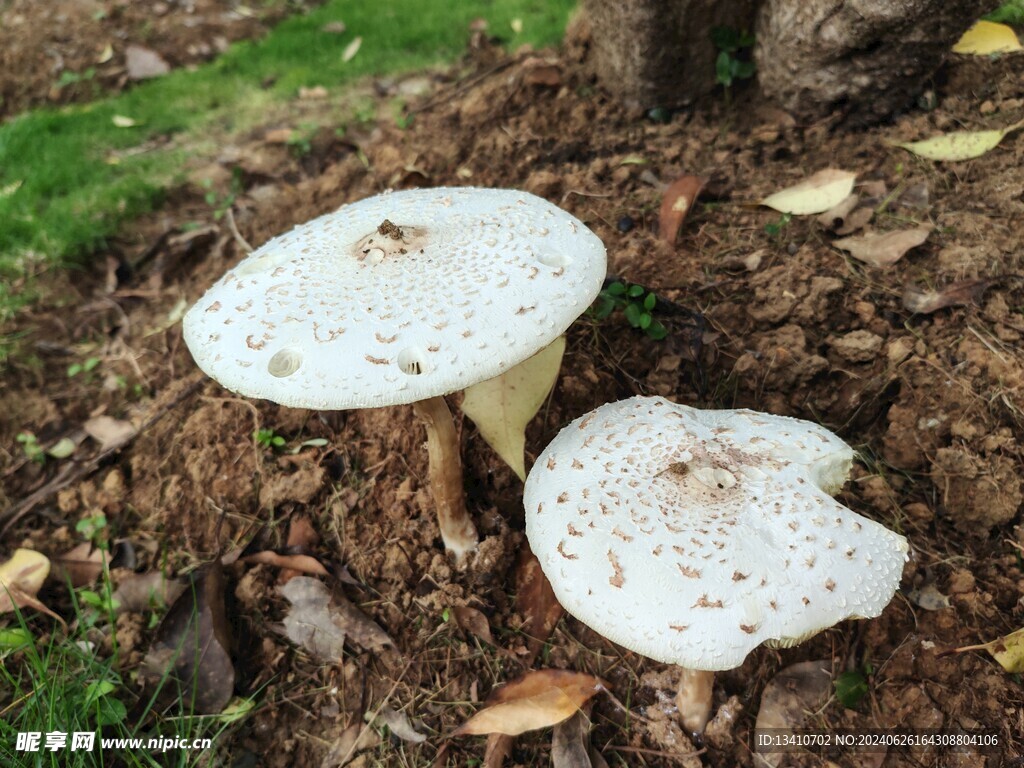 雨后野蘑菇