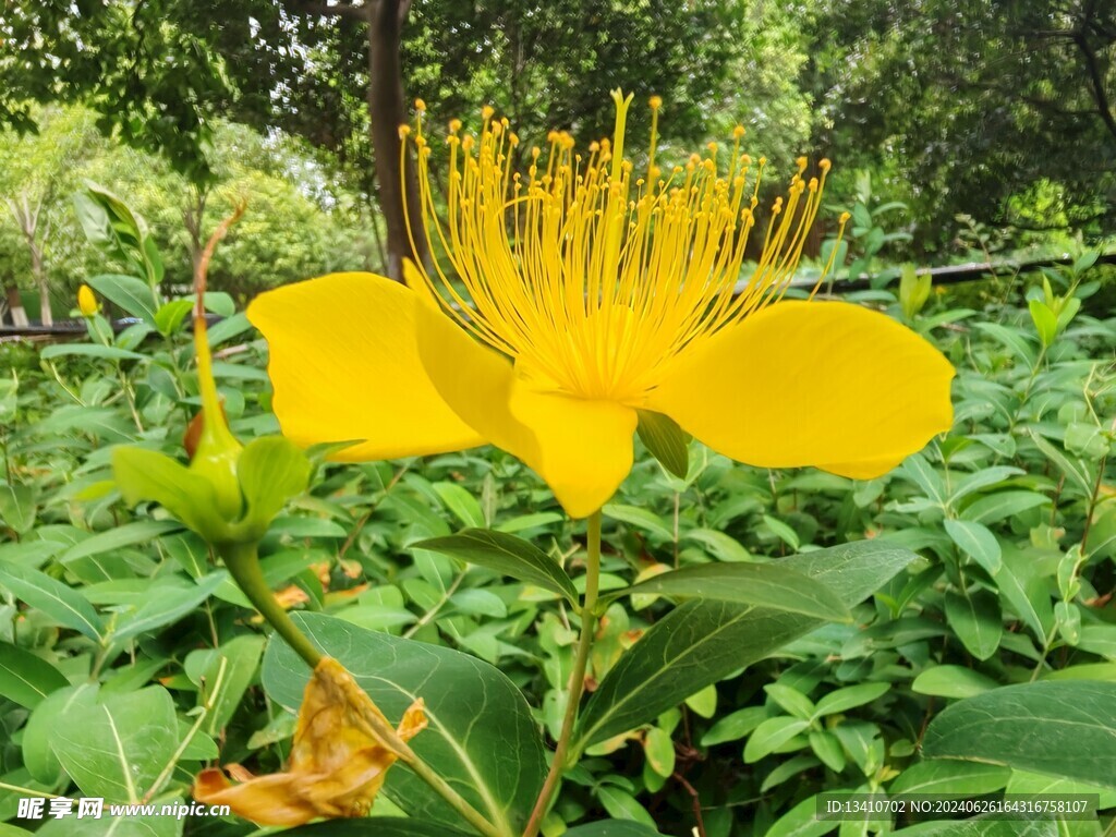 金丝桃黄花