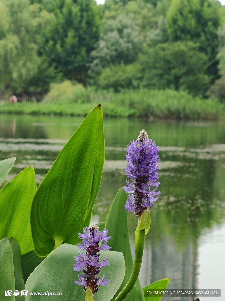 梭鱼草特写