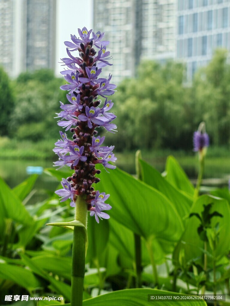 梭鱼草特写 