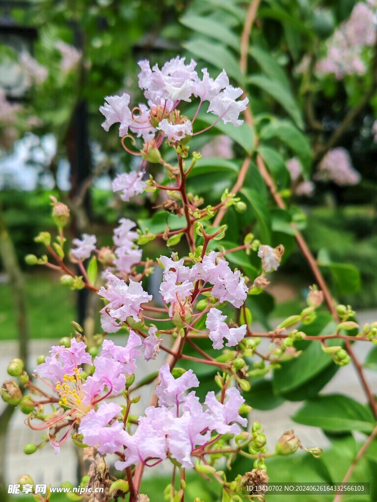 紫薇花特写