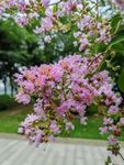 紫薇花特写