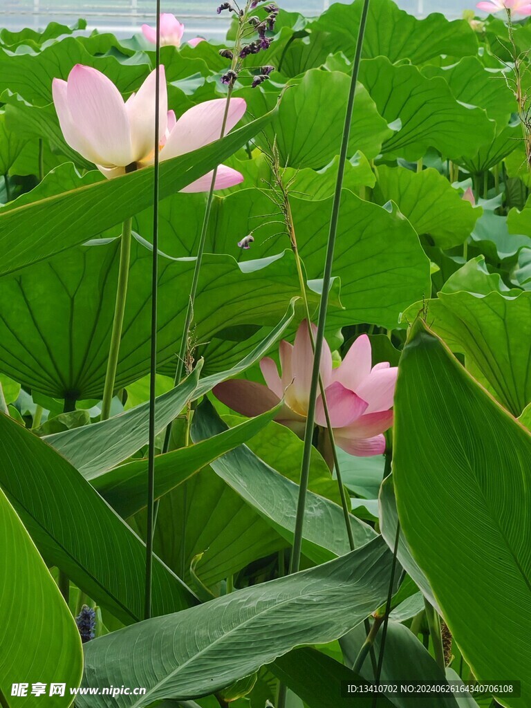 荷花特写