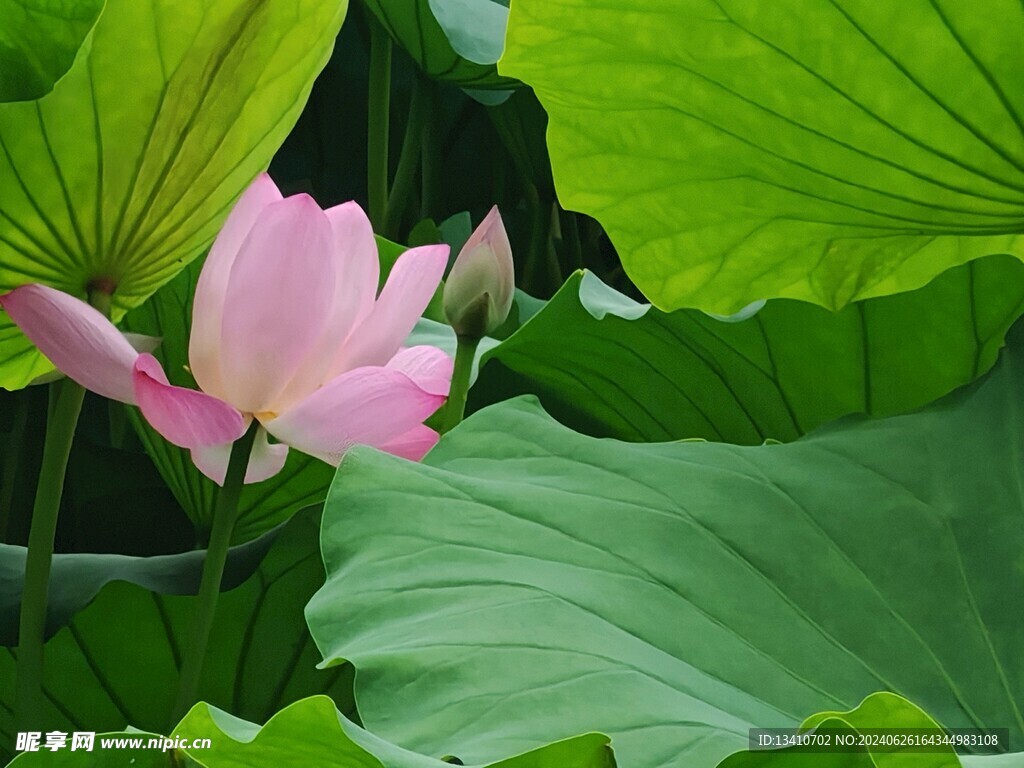 荷花特写