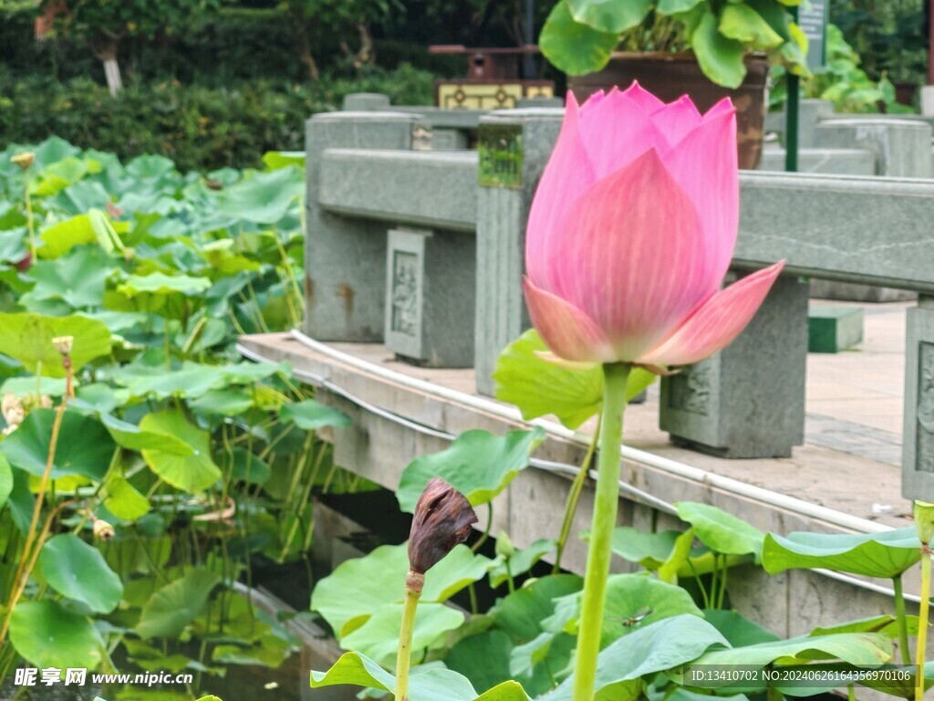 荷花特写