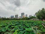 荷花池和拱桥