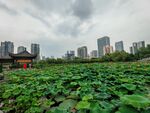 荷花池