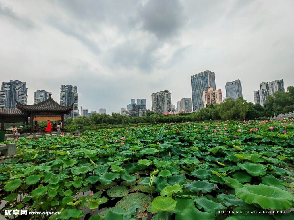 荷花池