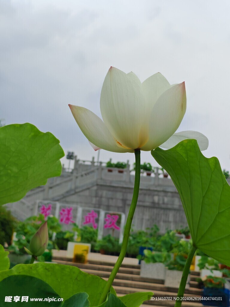 白莲花特写