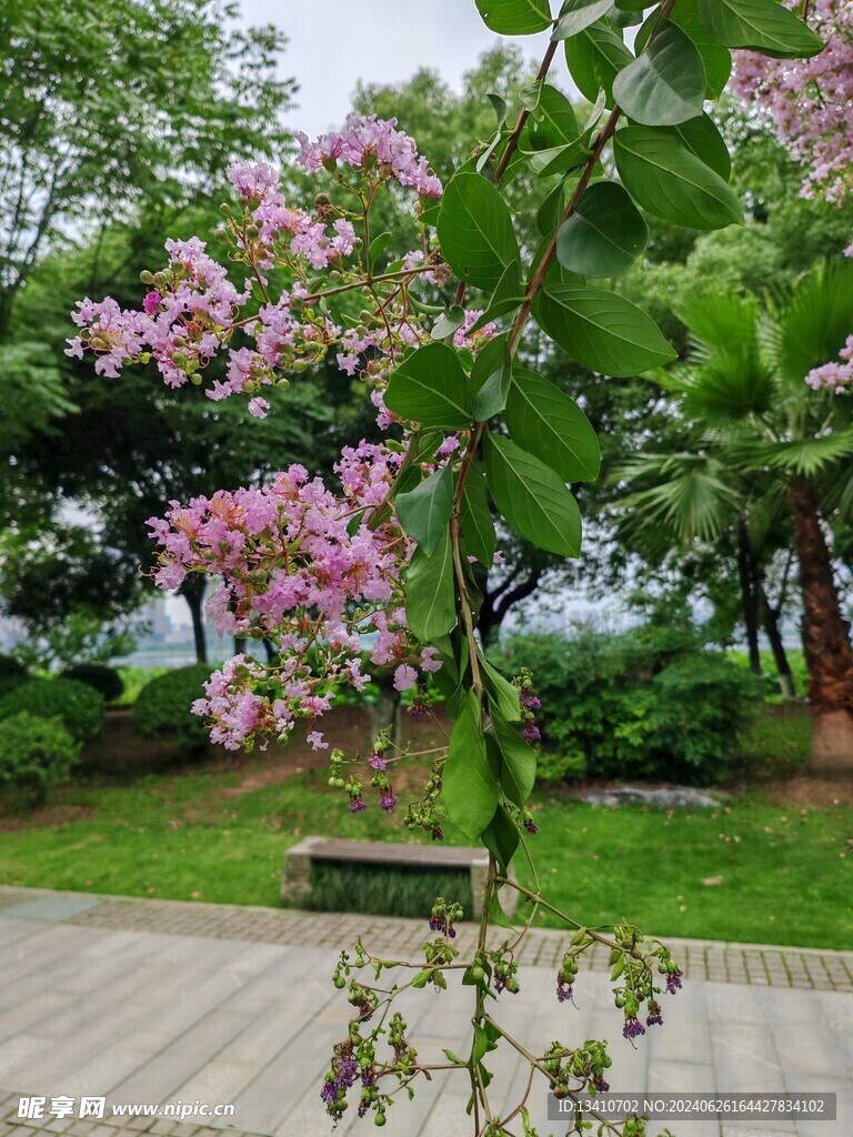 大叶紫薇花特写