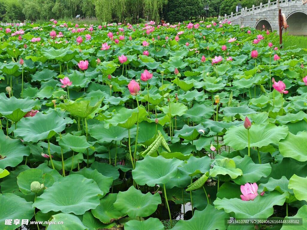 荷花拱桥