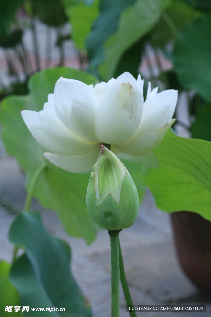 荷花荷叶  