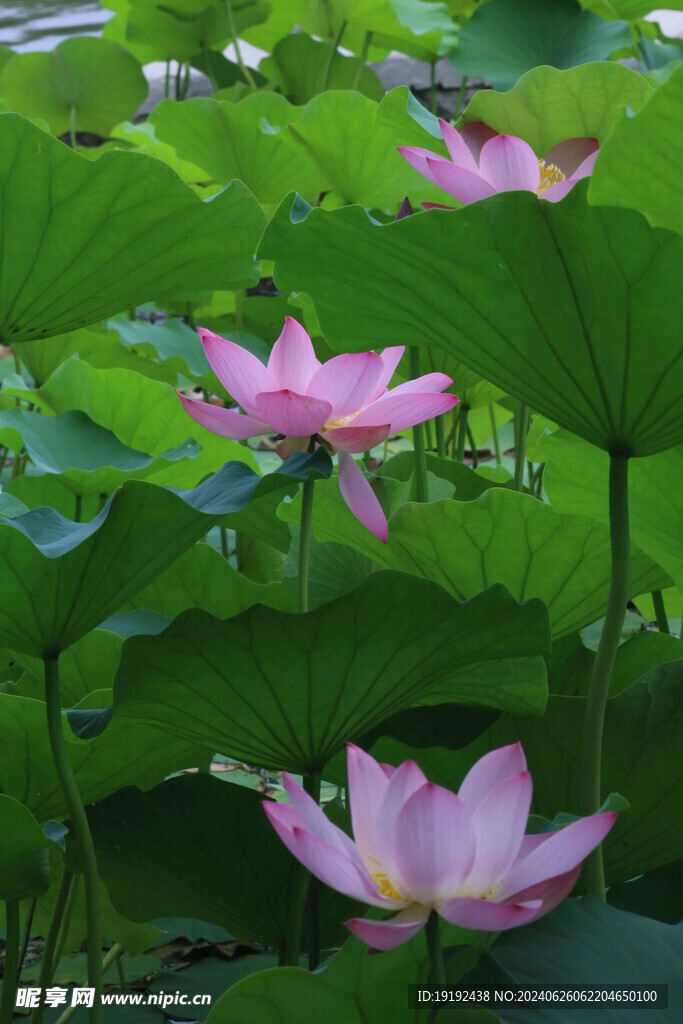 荷花荷叶  