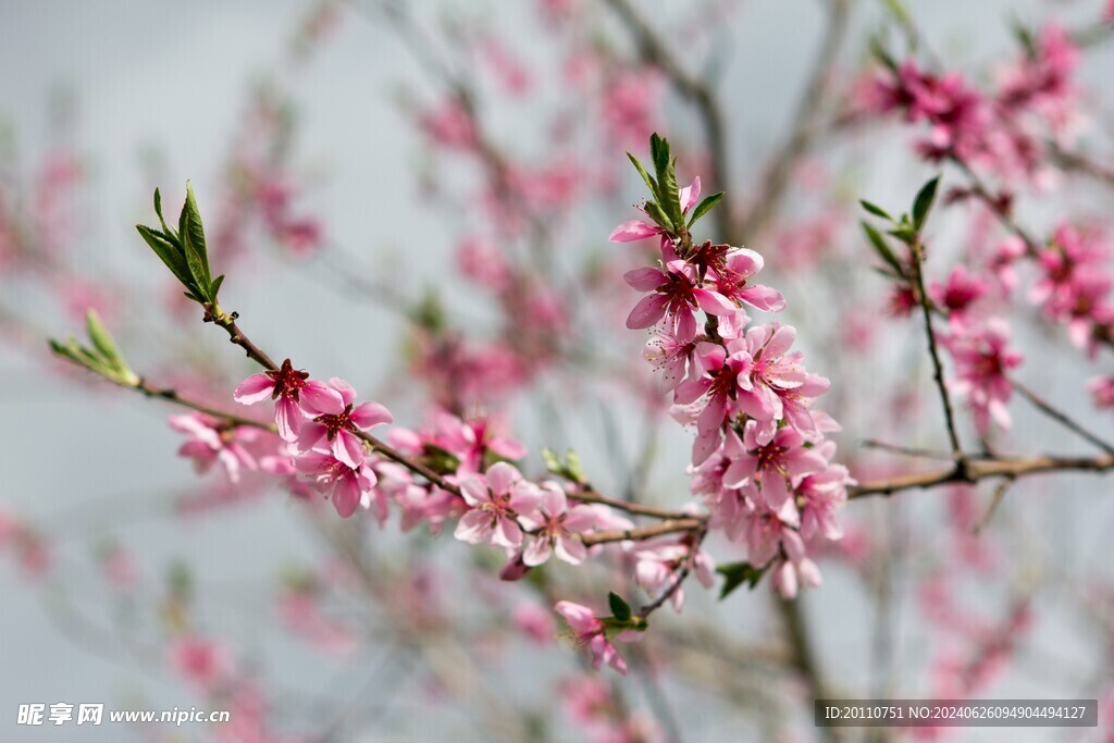 桃花