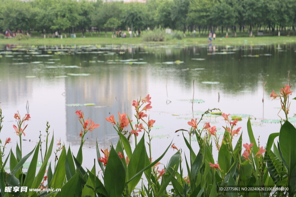 广东肇庆景区鲜花景色