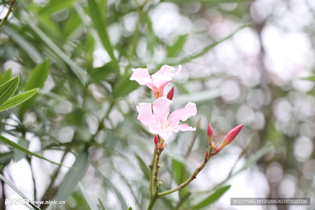 广东肇庆景区鲜花景色