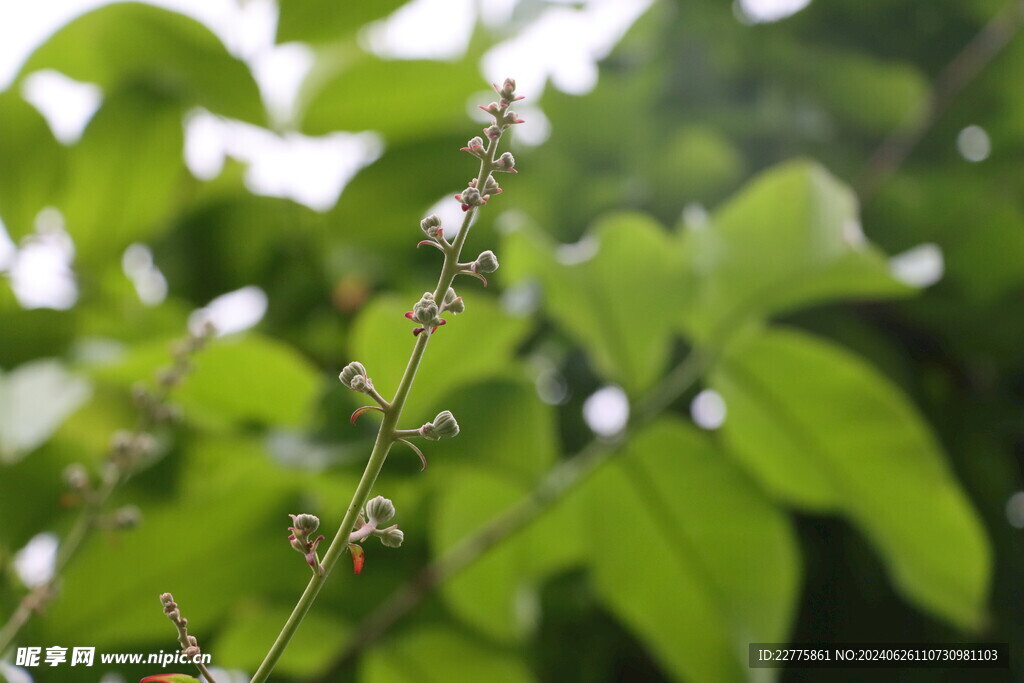 广东肇庆景区鲜花景色