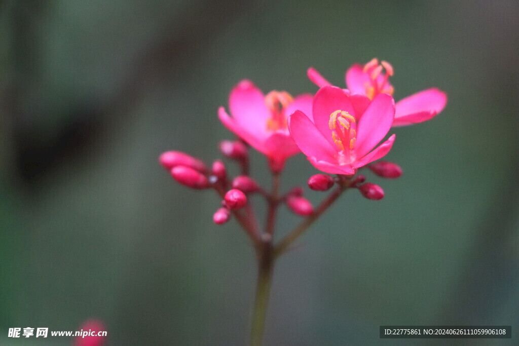 广东肇庆景区鲜花景色