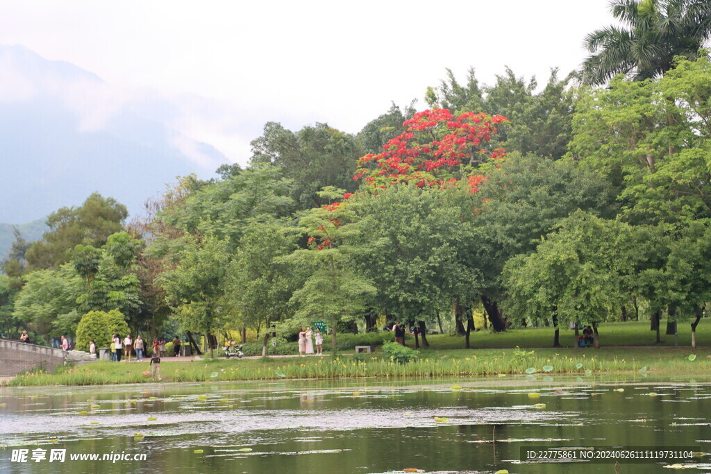 广东肇庆景区鲜花景色