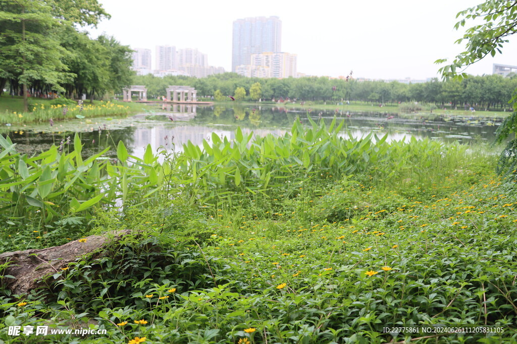 广东肇庆景区鲜花景色