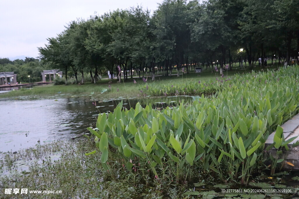 广东肇庆景区鲜花景色