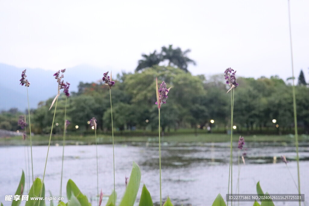 广东肇庆景区鲜花景色