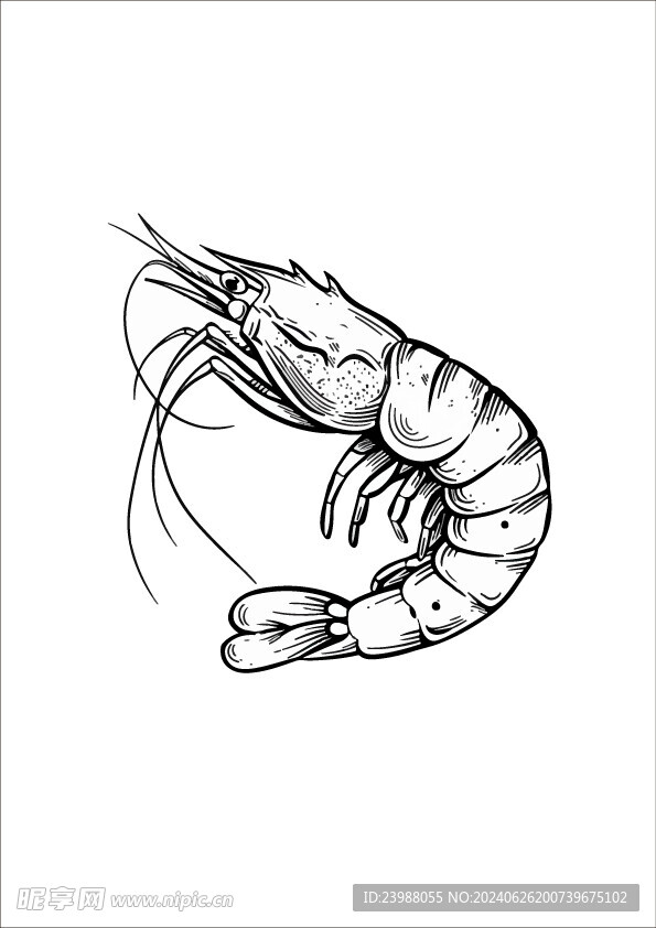 虾插画