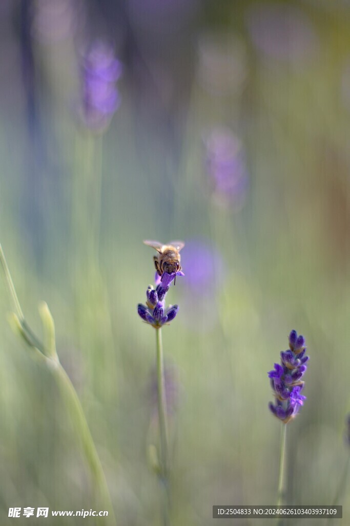 蜜蜂