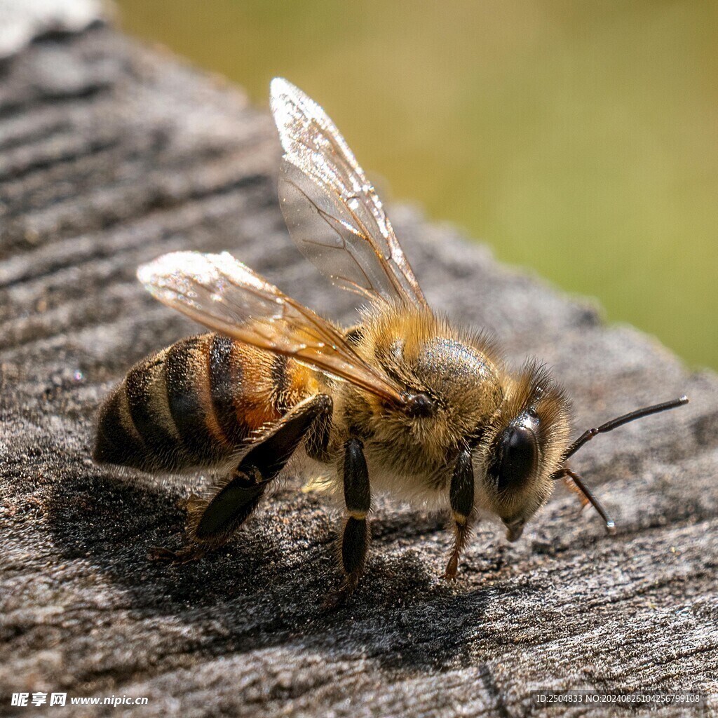 蜜蜂