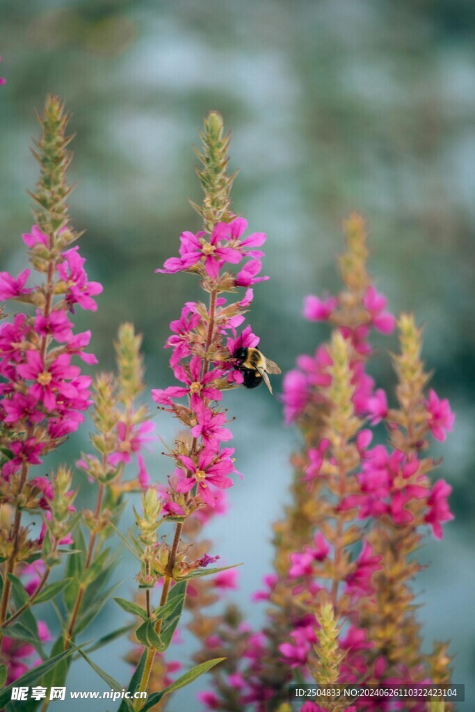 蜜蜂