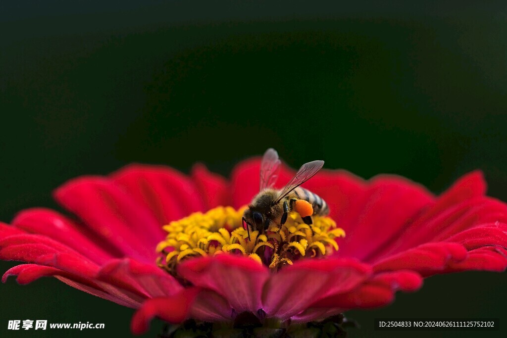 蜜蜂