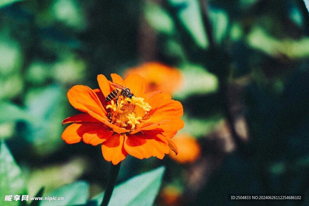 蜜蜂