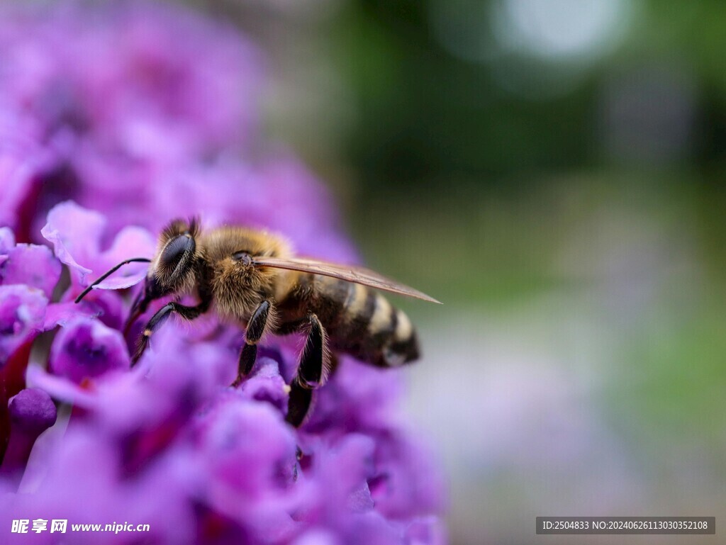 蜜蜂