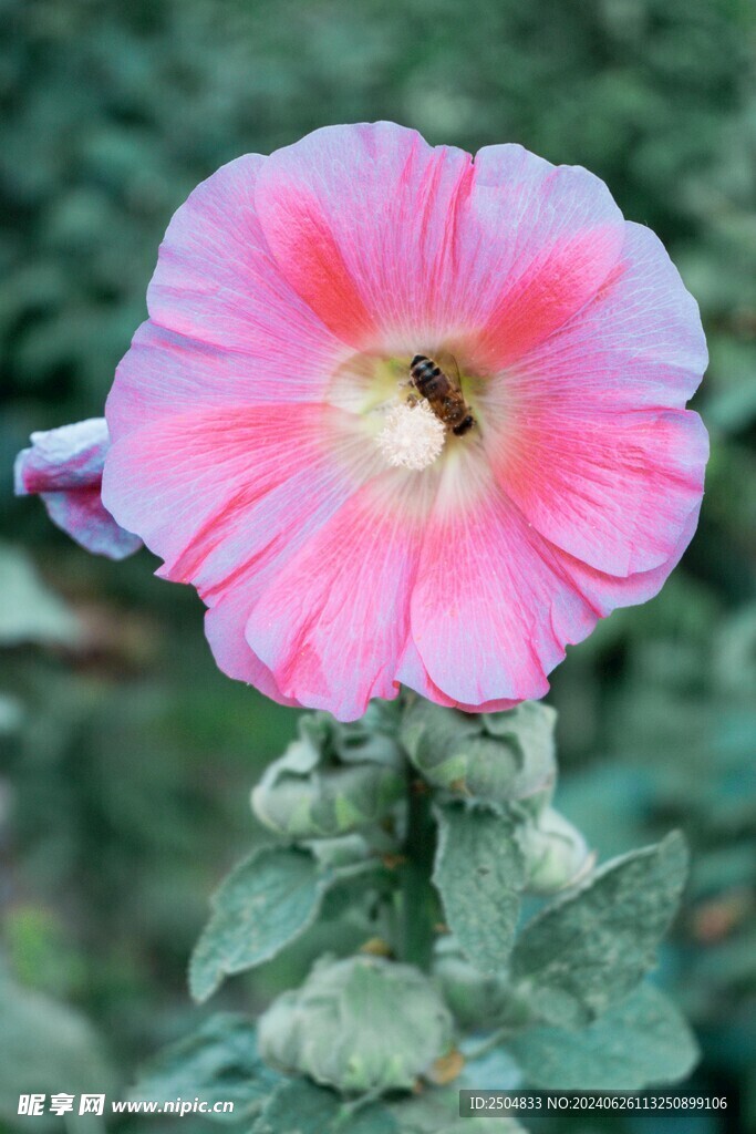 蜜蜂