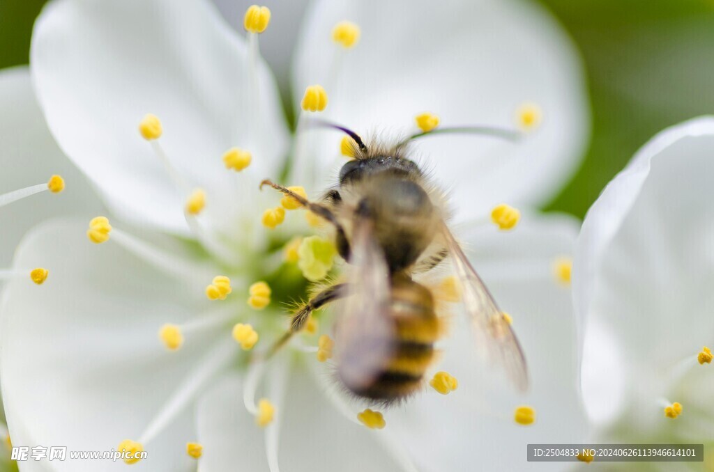 蜜蜂