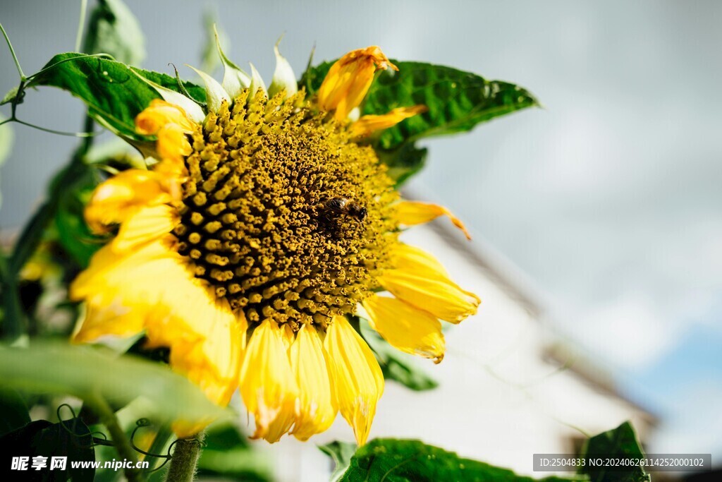 蜜蜂