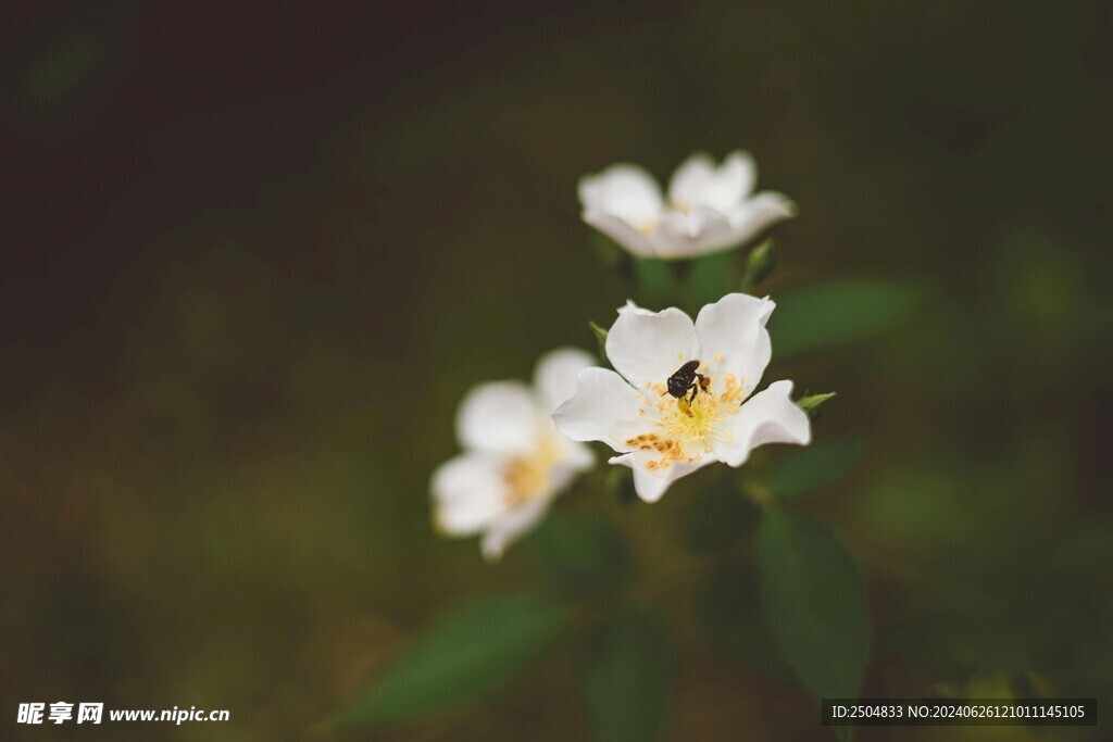 蜜蜂